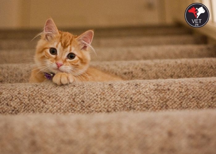 Kedi Kısırlaştırma Hizmeti ve Fiyatları 2024