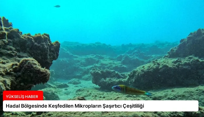 Hadal Bölgesinde Keşfedilen Mikropların Şaşırtıcı Çeşitliliği