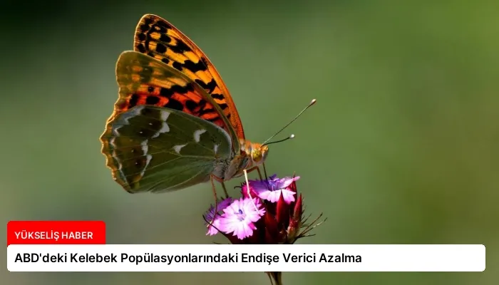 ABD’deki Kelebek Popülasyonlarındaki Endişe Verici Azalma