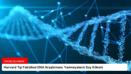 Harvard Tıp Fakültesi DNA Araştırması: Yamnayaların Soy Kökeni