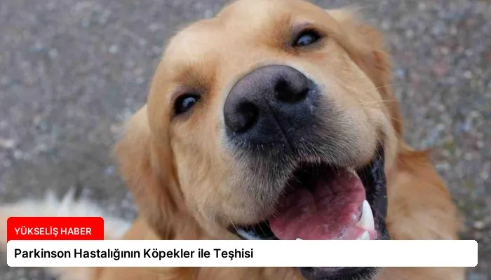 Parkinson Hastalığının Köpekler ile Teşhisi