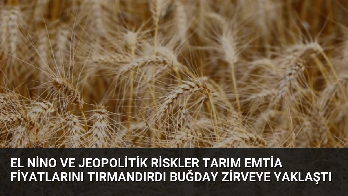El Nino ve Jeopolitik Riskler Tarım Emtia Fiyatlarını Tırmandırdı Buğday Zirveye Yaklaştı