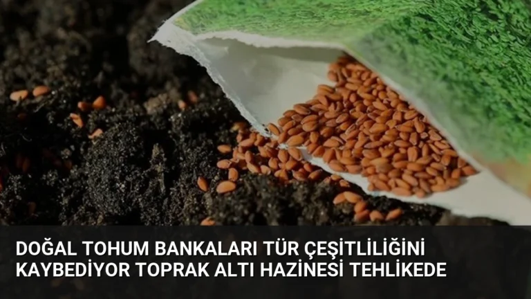 Doğal Tohum Bankaları Tür Çeşitliliğini Kaybediyor Toprak Altı Hazinesi Tehlikede
