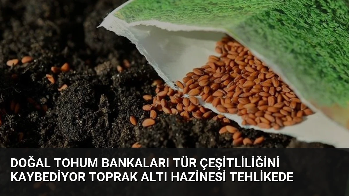 Doğal Tohum Bankaları Tür Çeşitliliğini Kaybediyor Toprak Altı Hazinesi Tehlikede