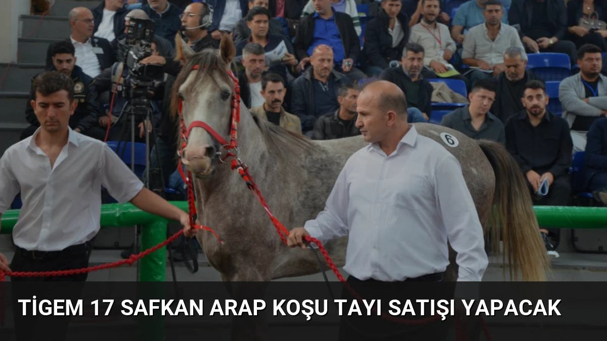 Tigem 17 Safkan Arap Koşu Tayı Satışı Yapacak