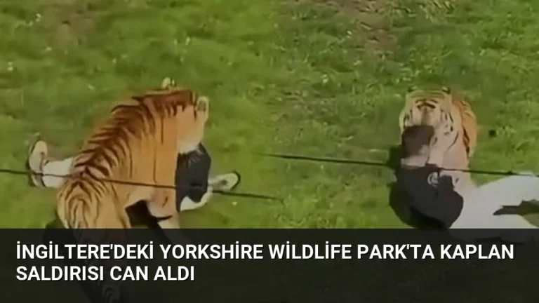 İngiltere’deki Yorkshire Wildlife Park’ta Kaplan Saldırısı Can Aldı