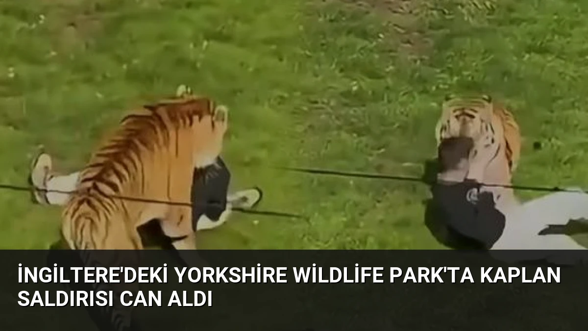 İngiltere’deki Yorkshire Wildlife Park’ta Kaplan Saldırısı Can Aldı